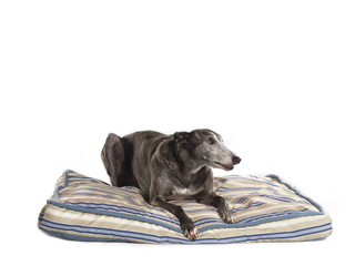 lying greyhound