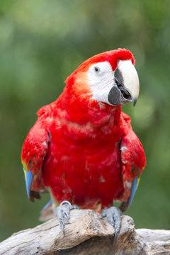 macaw bird on a branch