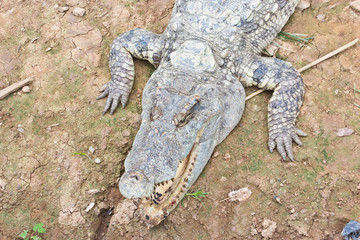 Obraz premium Crocodiles sunlight beside the pond.