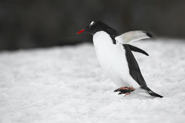 penguin with spread wings on snow