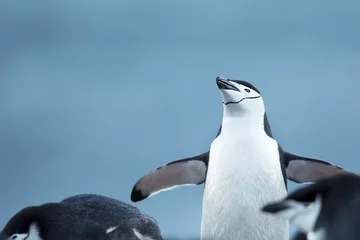 Tableaux ronds sur aluminium Pingouin pingouins