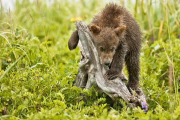 playing cub