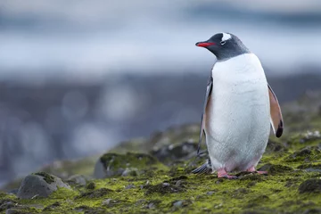 Tuinposter portret van een pinguïn © rusugrig