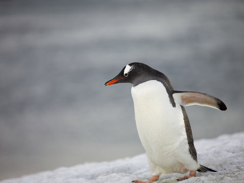 penguin walking on the snow