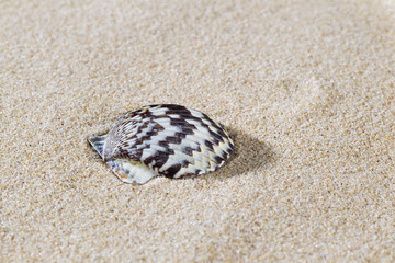 seashell on sand