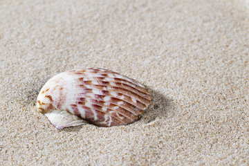 shell