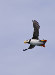 soaring puffin