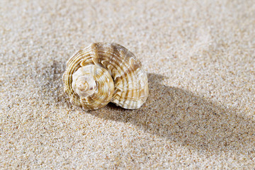 spiral seashell
