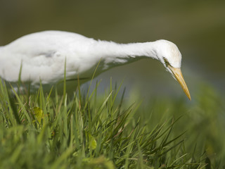swan looking for food in grass