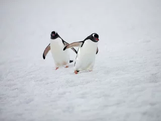 Photo sur Plexiglas Pingouin deux manchots papous marchant sur la neige