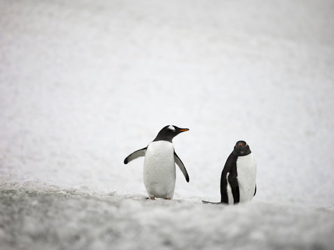 two gentoo penguins