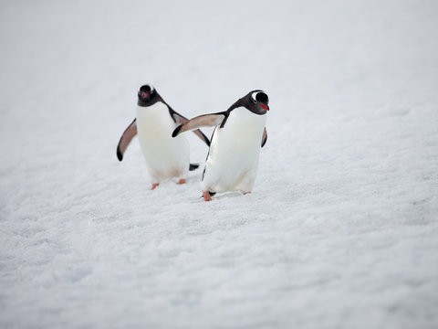 Two Gentoo Penguins Walking On Snow