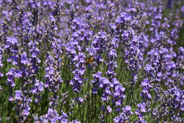 Naklejka premium lavender