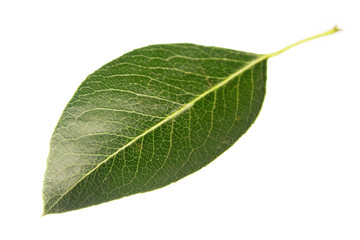 Pear leaf