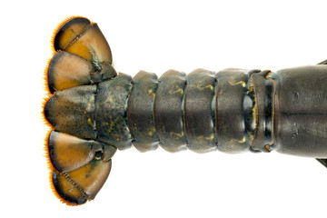 Uncooked lobster tail