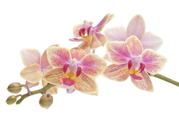 Naklejka na ściany i meble Kwiat kwitnący phalaenopsis orchid