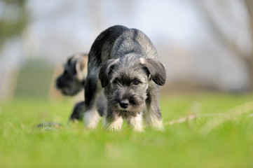 Mittelschnauzer