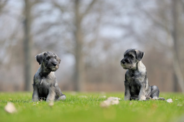 Mittelschnauzer