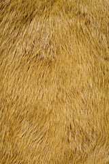 毛皮素材の背景