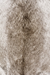 フォックスファーの毛皮素材