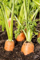Some Carrots in the dirt