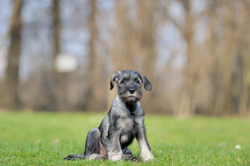 Mittelschnauzer