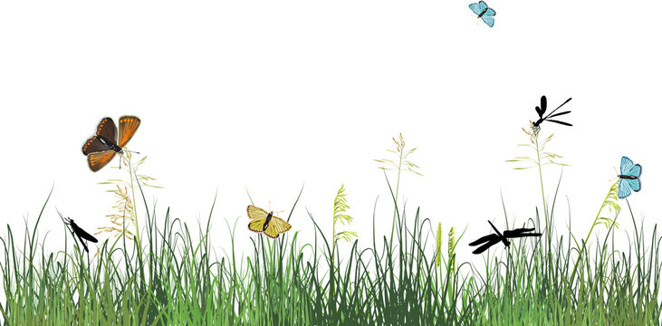 dragonflies and butterflies in green grass