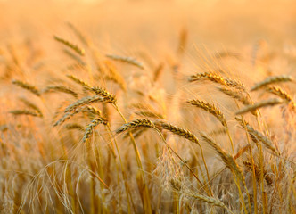 Sunset wheat field