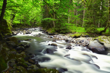 Mountain River in the wood