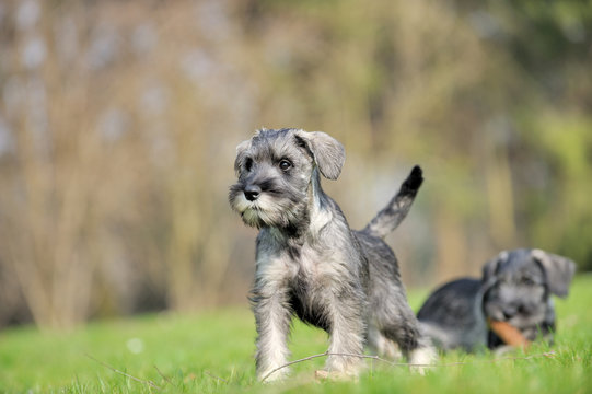 Mittelschnauzer
