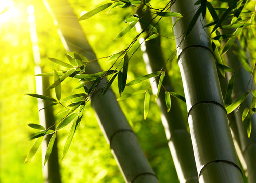 Fototapeta Bambusowy las tło. Płytkie DOF