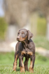 Dobermannwelpe