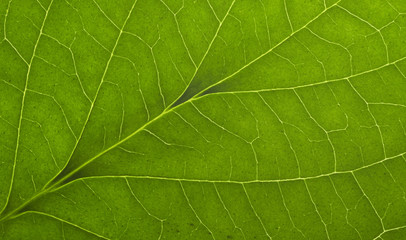 green macro leaf