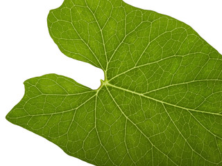 green macro leaf