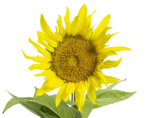 sunflower in white back