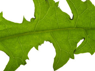 macro dandelion leaf