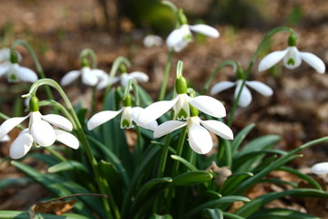 snowdrop