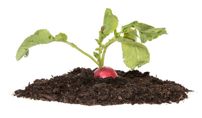 Radish plant in a heap of earth on white