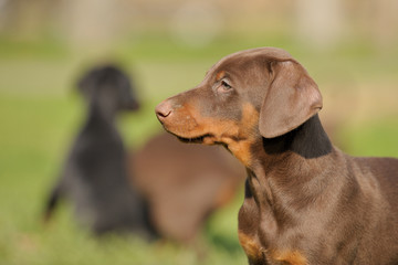 Dobermann