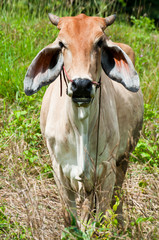 Cows