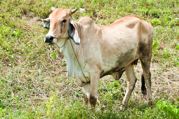 Fototapeta premium Cows in grass field