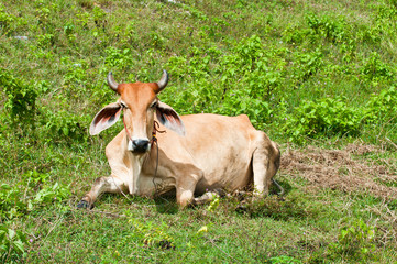 Asian bloodline cow in tropical field in thailand