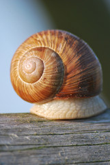 Schnecke
