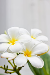 Fototapeta na wymiar Biały kwiat champaka