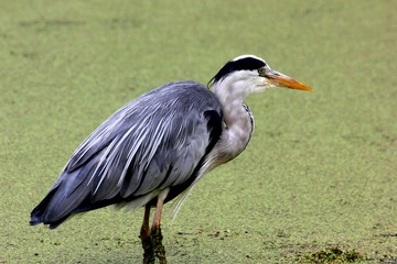 Heron fishing