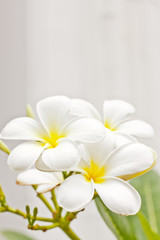 Fototapeta na wymiar biały kwiat champaka