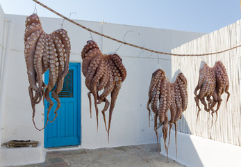 Octopuses drying in the sun in a Greek island