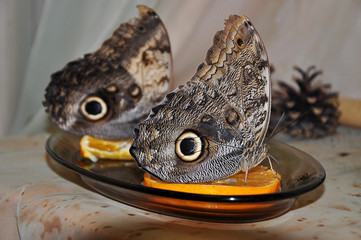 Butterfly living 20 days