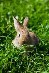 rabbit in the grass