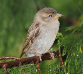 Spatz  im Regen
